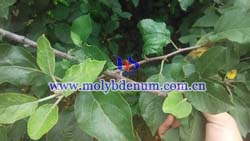 fruit tree molybdenum deficiency picture