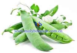 beans for molybdenum supplementation picture
