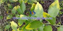 orange molybdenum deficiency picture