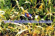 plant molybdenum deficiency picture