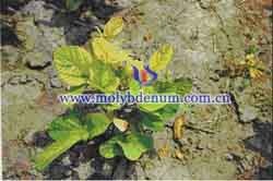 soybean molybdenum deficiency picture