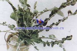 花椰菜缺鉬圖片 花椰菜缺鉬圖片