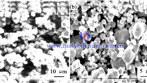 molibdeno in polvere immagine SEM