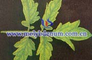 plant molybdenum deficiency picture