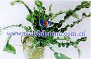 plant molybdenum deficiency picture