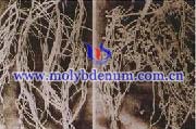 plant molybdenum deficiency picture