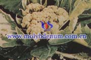 plant molybdenum deficiency picture